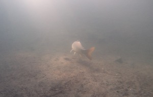 Sorties plongée milieu naturel ( Carrière..)